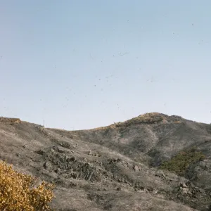after the Coyote Fire 1964
