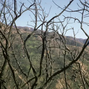 Santa Ynez Mountains after the Coyote Fire 1964