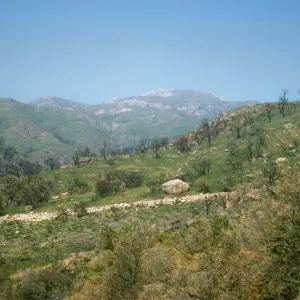fire scarred chaparral after the Coyote Fire