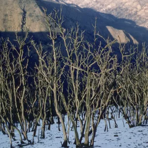 Coyote Fire burn area with snow