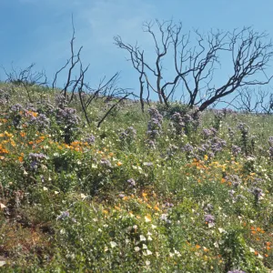 wildflower display after the Coyote Fire