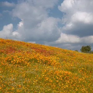 Wildflowers on hillside with clouds