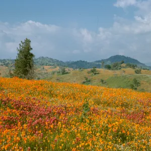 rolling hillside with poppies and owl's clover