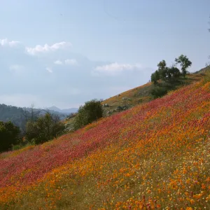 poppies and owl's clover