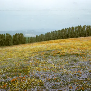 field of wildflowers