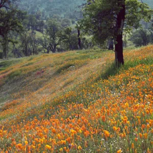 wildflowers in oak woodland