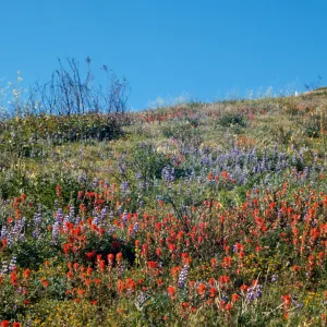 wildflowers
