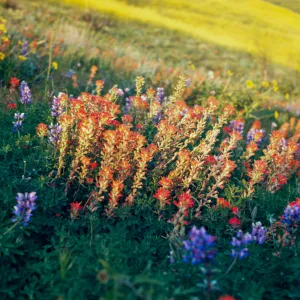 wildflowers (Lupine)