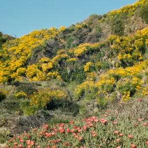 wildflowers