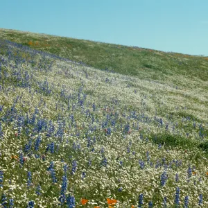 wildflower covered hillside