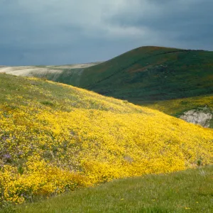 wildflowers