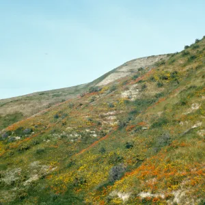 hillside with wildflowers