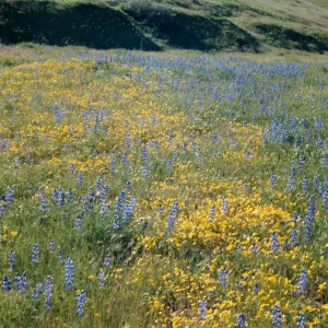 wildflowers