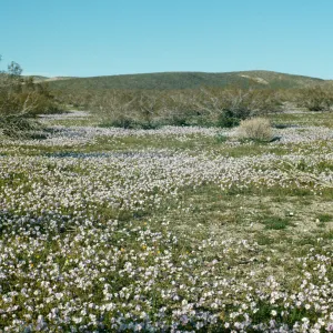 wildflowers