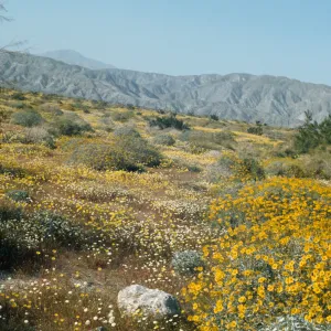 wildflowers