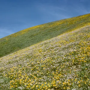 hillside with wildflowers and blue sky