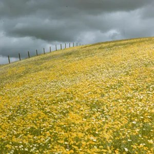 wildflowers on hillside with stormy sky