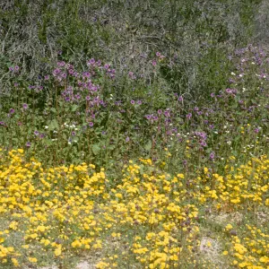 wildflowers