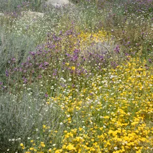 wildflowers