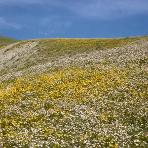 wildflower coverd hills