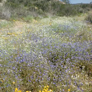 wildflowers