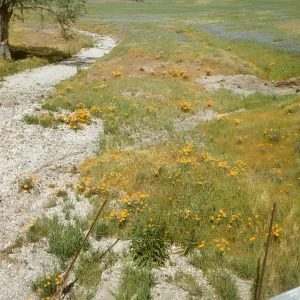 poppies and lupine near Santa Ynez