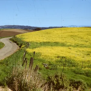 field of mustard, along Old San Marcos Road