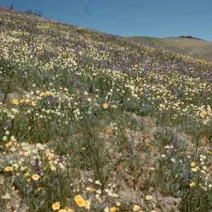 wildflowers