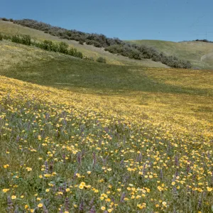 wildflowers, Salisbury Potrero slope
