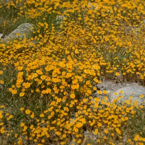 carpet of Lasthenia, de la guerra Springs