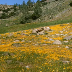 carpet of goldfields, Lasthenia at de la guerra Springs
