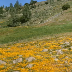 goldfields at de la guerra Springs