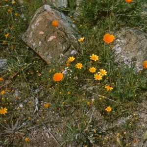 Coreopsis bigelovii, de la guerra Springs