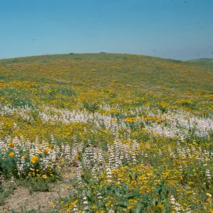 wildflowers