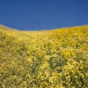 hillside daisy, Monolopia lanceolata, near San Ardo