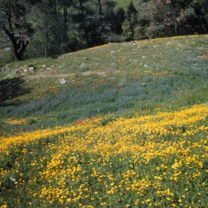 wildflowers at de la Guerra Springs (Lupine, Goldfields)