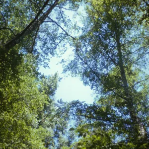 looking up into oak canopy