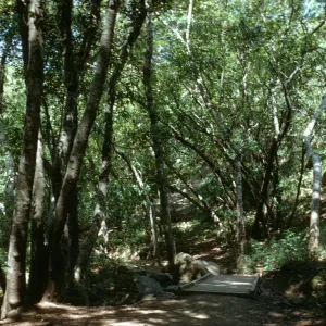Nojoqui Canyon, northern oak woodland