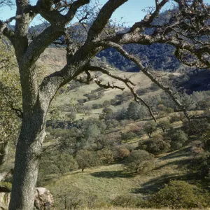 oak woodland, Figueroa