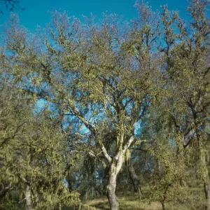 Quercus agrifolia