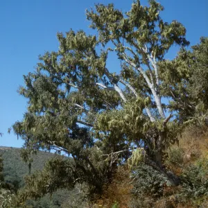 oak savanna