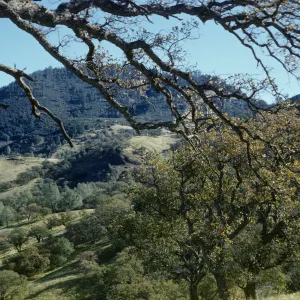 oak woodland, Figueroa