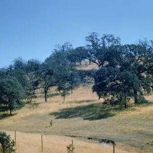 oak savanna, western Sierras