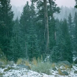 mixed conifer forest, pine and fir, Woods Lake