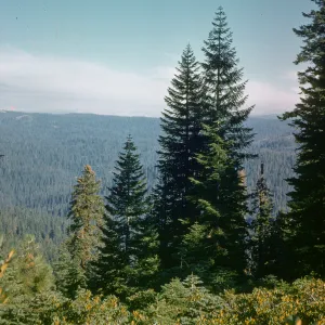 white fir, mixed conifer forest, Chinquapin