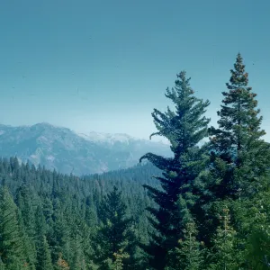 red fir, hemlock, mixed conifer forest, Yosemite