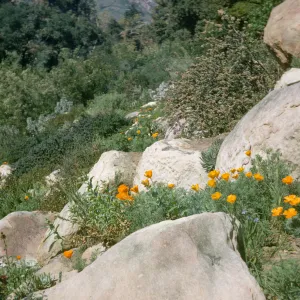 Campbell Trail