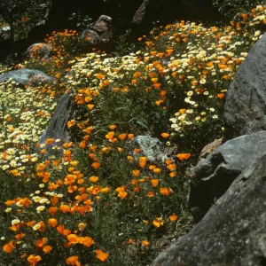 poppies on the Campbell Trail