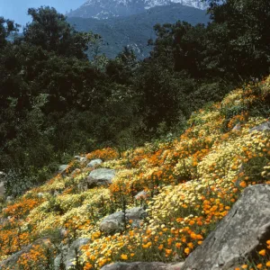 Campbell Trail 1962
