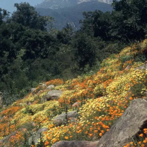 Campbell Trail 1962